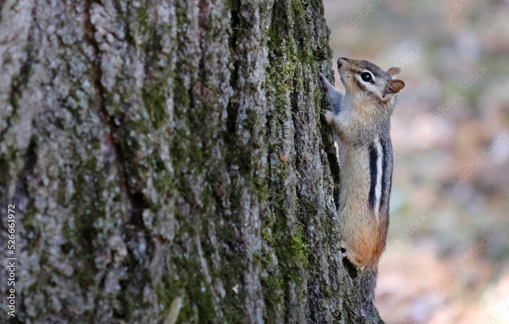 Little chipmunk climbing a tree