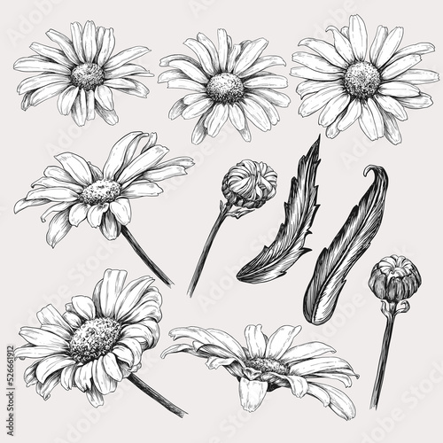 Vintage Daisy set of flowers. Botanical illustration.
