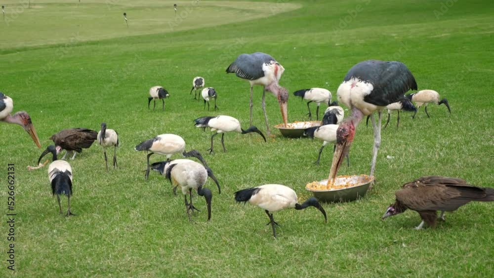 African Sacred Ibis And Marubou Stork Feeding African Sacred Ibis And Marubou Stork Feeding