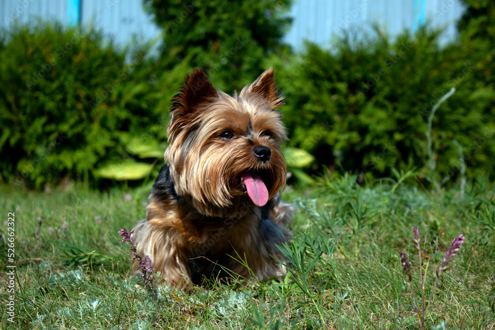 Domestic dogs. Yorkshire terrier at a photo shoot Domestic dogs. Yorkshire terrier at a photo shoot