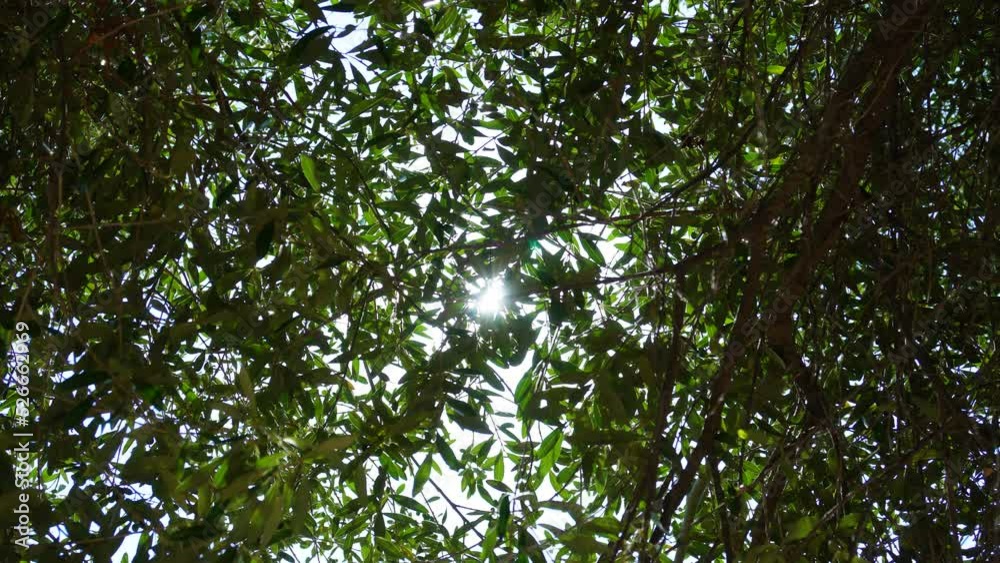 Sun shining with stars through the green leaves of an olive tree with fruit, branches slowly swaying in the wind. Low angle backlight shot. Sun shining with stars through the green leaves of an olive tree with fruit, branches slowly swaying in the wind. Low angle backlight shot.