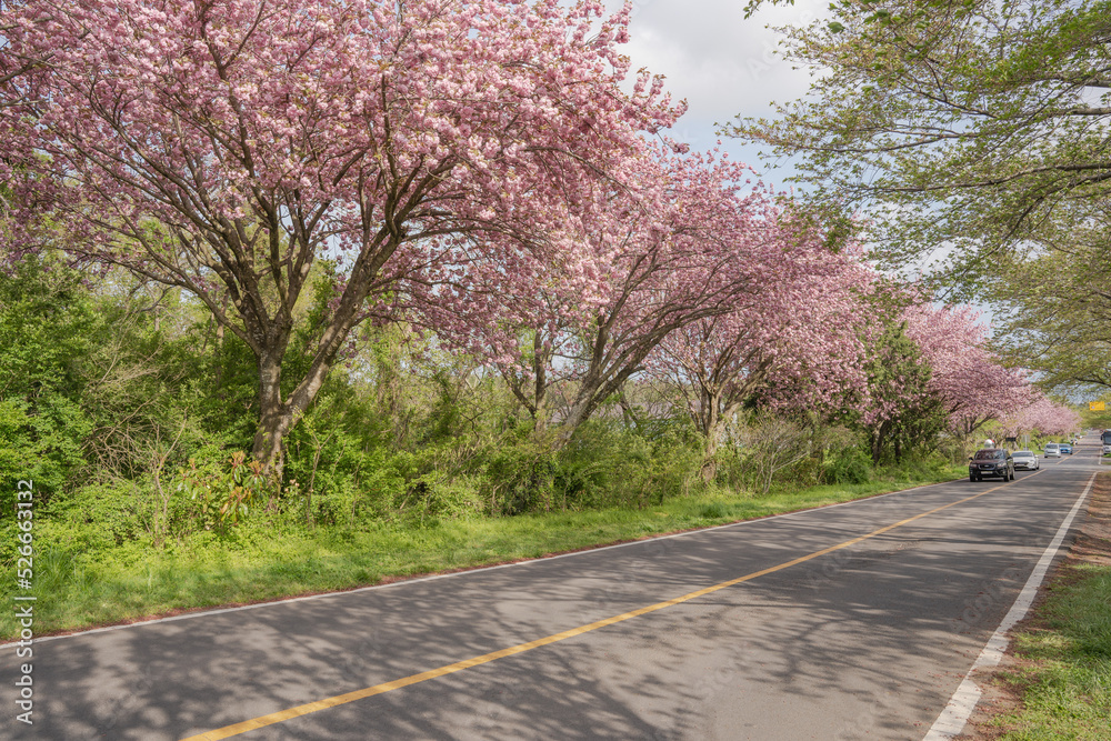 Fototapeta premium spring in the park