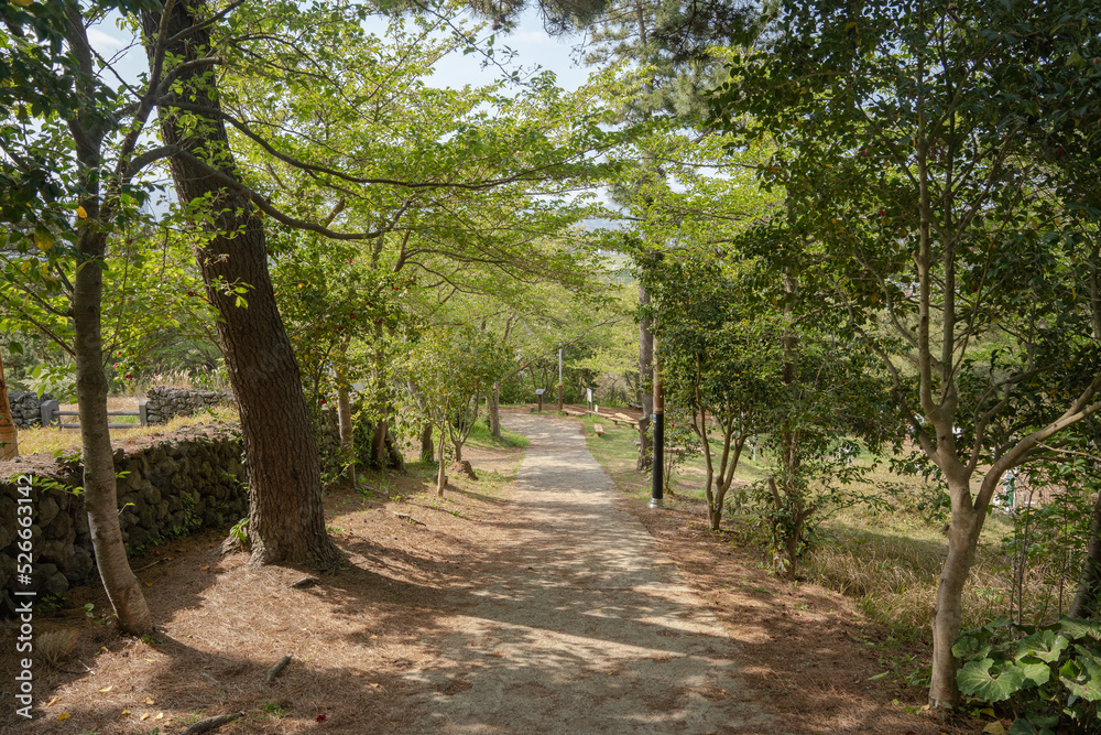 Fototapeta premium tree in the park