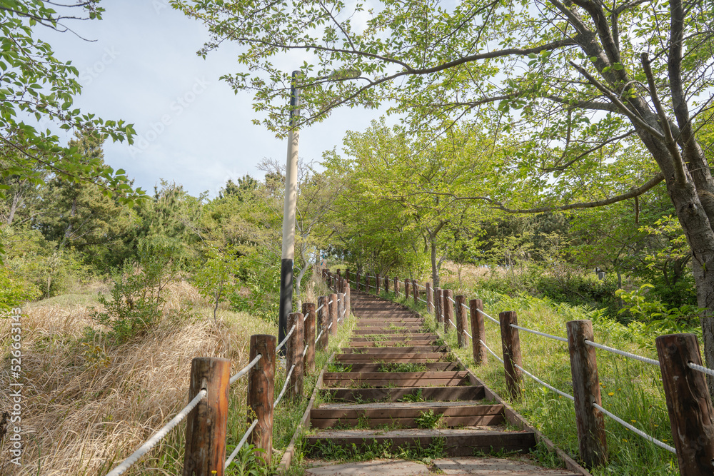 wooden bridge in the woods