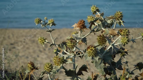 Blooming Sea Holly, Eryngium maritimum, growing in sand dunes on Sun Bou Baeach, Menorca, Balearic Islands, Spain. Blurred Waving Mediterranean Sea in the background. photo