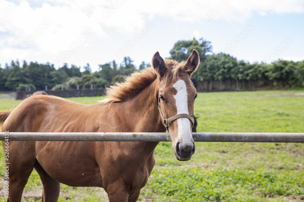 horse in the field