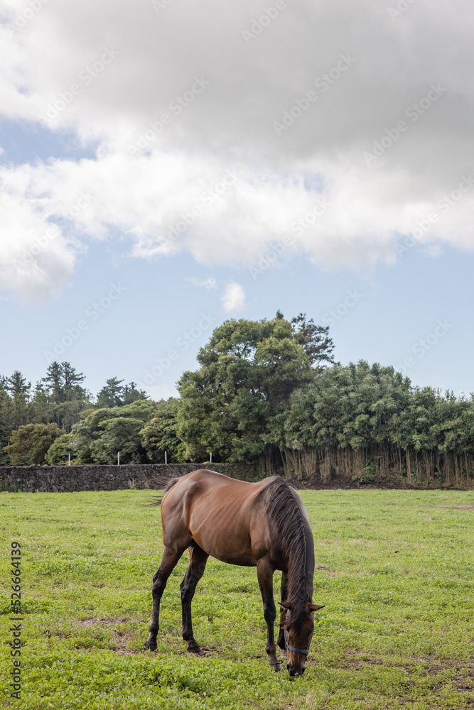 horse in the field