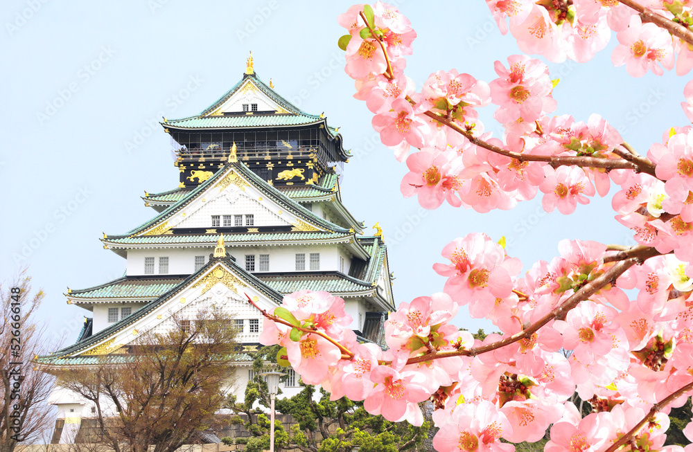 Branch of the blossoming Japanese Quince (Chaenomeles japonica) with pink flowers and Osaka castle, Japan