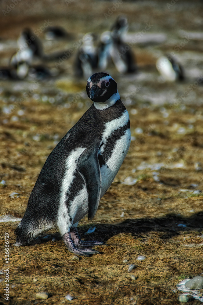 Naklejka premium Magellanic Penguin on Magdalena Island, Chile