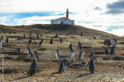 Penguins on Isla Magdalena photo