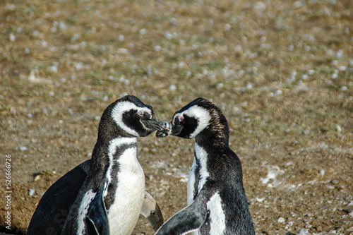 Magellanic Penguin on Magdalena Island, Chile