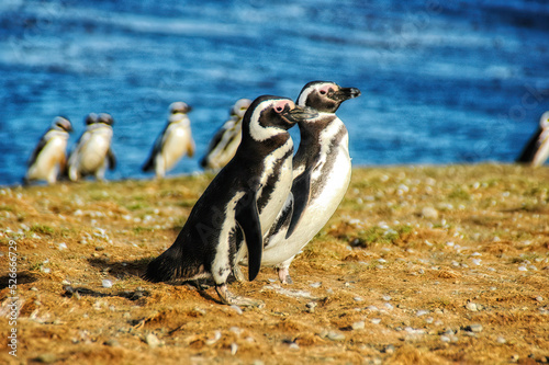 Magellanic Penguin on Magdalena Island, Chile