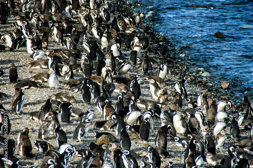 Magellanic penguins (Sphenicus magellanicus) on Isla Magdalena, Patagonia, Chile