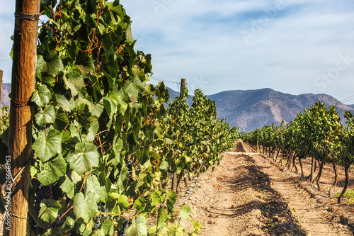 Chilean vineyards in Maipo Valley photo