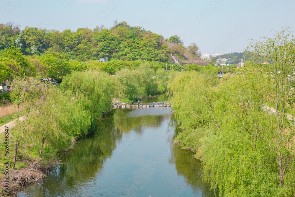 Fototapeta premium bridge over river in the forest
