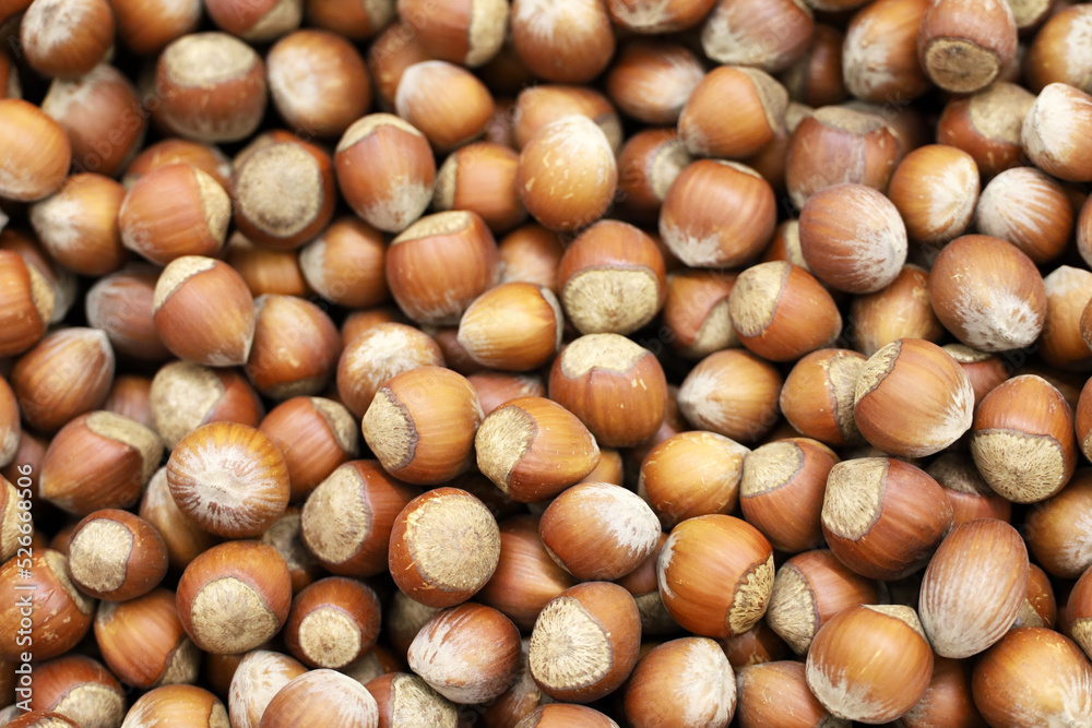 Hazelnuts heap for background. Dry filbert nuts in shells on a market Hazelnuts heap for background. Dry filbert nuts in shells on a market