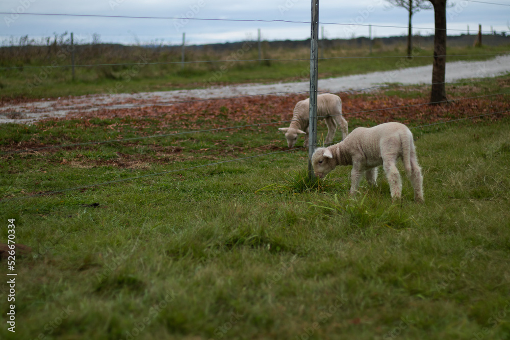 Fototapeta premium sheep in the meadow