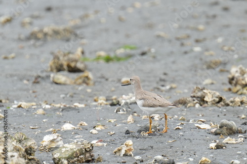 terek sandpiper is hunting a crab