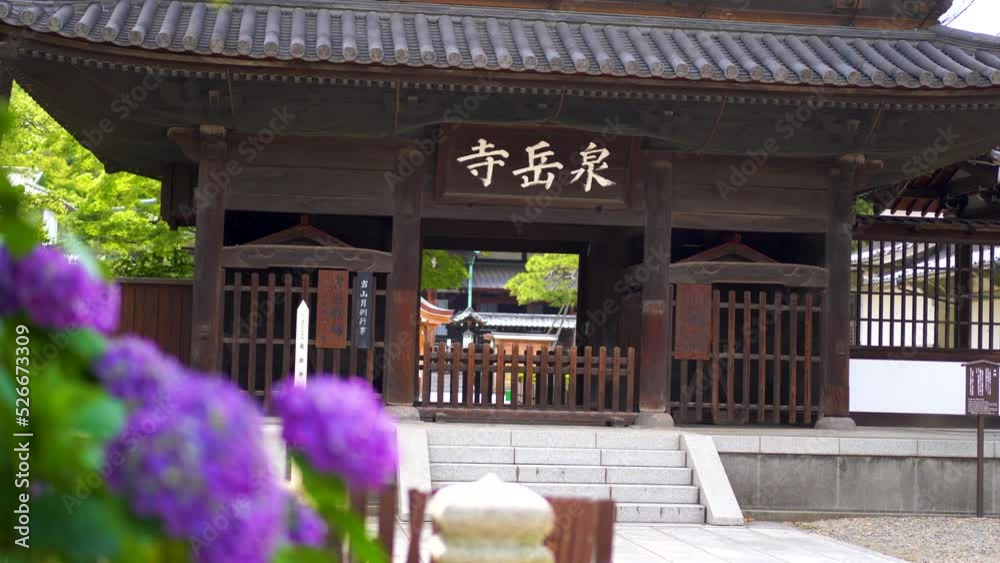 港区・泉岳寺と紫陽花 港区・泉岳寺と紫陽花