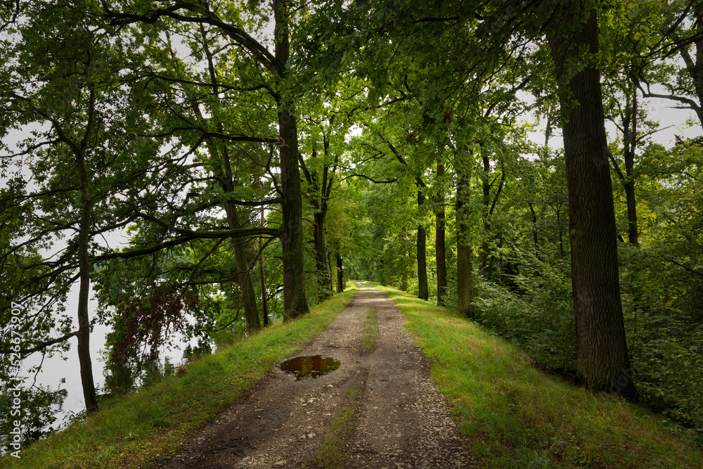 Forest path road in summer, Czech Republic