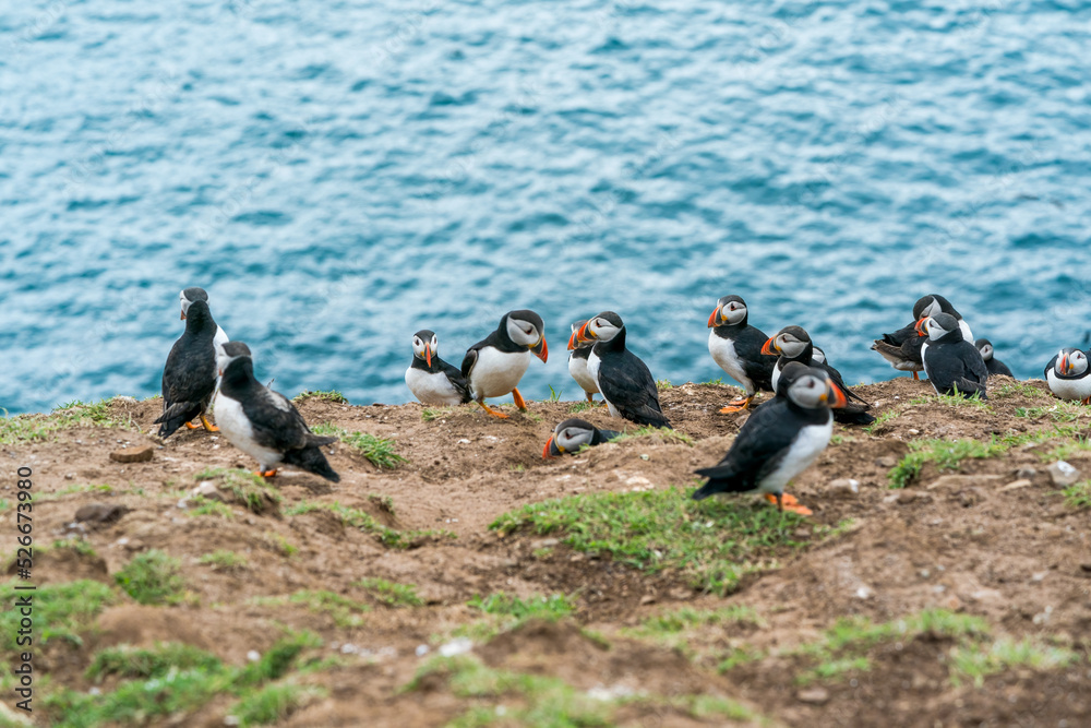Fototapeta premium Atlantic puffins (Fratercula arctica) on Skomer Island, Wales