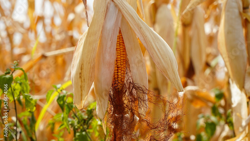 maize. maize crop affected by drought. drought in agriculture.