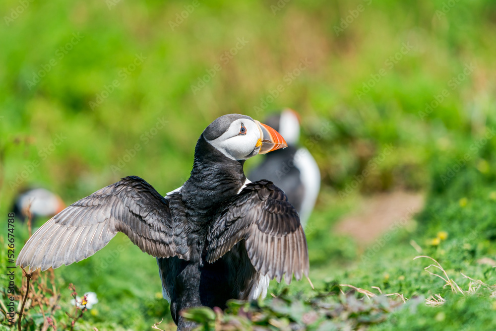 Fototapeta premium Atlantic puffin (Fratercula arctica) on Skomer Island, Wales
