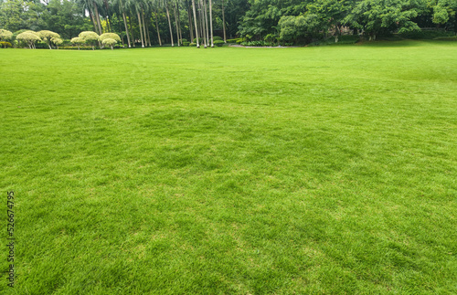 Green lawn outdoors on sunny day