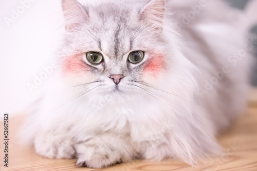 persian cat portrait