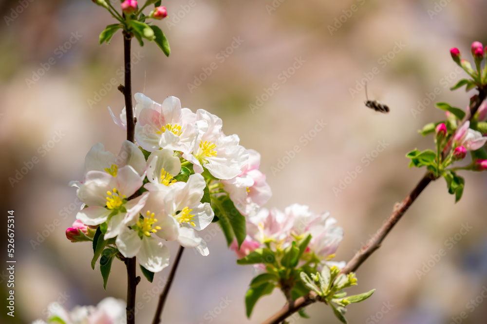 Spring blooming sakura trees. Pink flowers Sakura Spring landscape with blooming pink tree. Beautiful sakura garden on a sunny day.Beautiful concept of romance and love with delicate flowers. Spring blooming sakura trees. Pink flowers Sakura Spring landscape with blooming pink tree. Beautiful sakura garden on a sunny day.Beautiful concept of romance and love with delicate flowers.