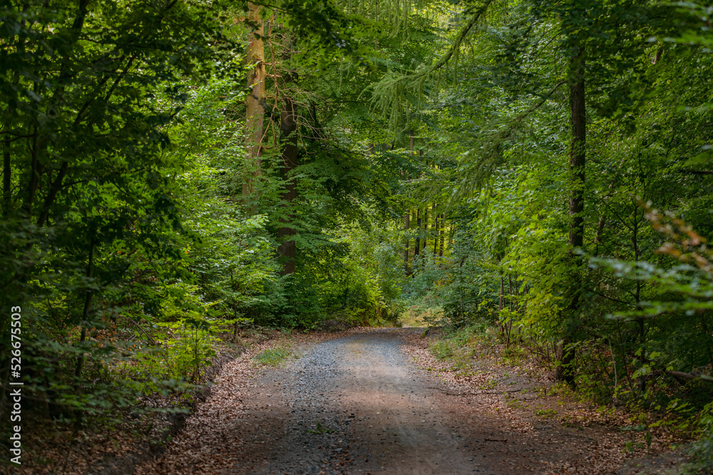 A scenic forest path through a green mixed forest A scenic forest path through a green mixed forest