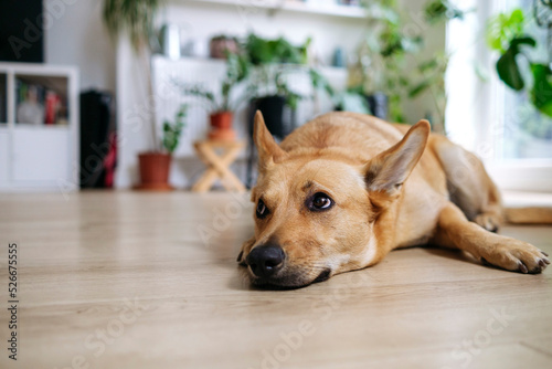 Dog resting on hardwood floor at home