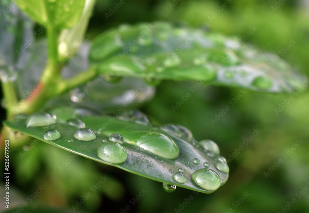 Raindrops on the green Leaves after the rain, in the morning looks wet and fresh. Raindrops on the green Leaves after the rain, in the morning looks wet and fresh.