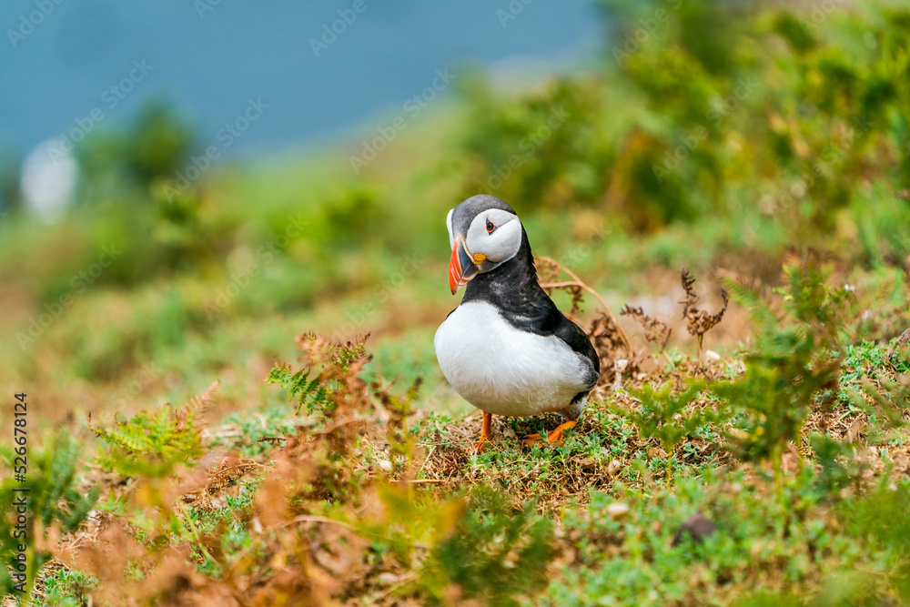 Fototapeta premium Atlantic puffin (Fratercula arctica) on Skomer Island, Wales.
