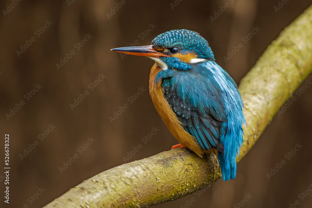 Fototapeta premium Eisvogel (Alcedo atthis) Weibchen