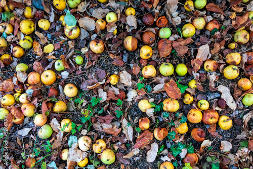 Apples rotting on ground in summer photo