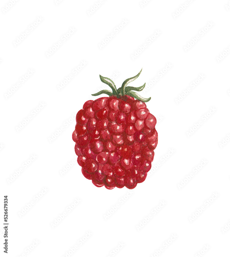 Red raspberry fruit watercolor painting, PNG file no background