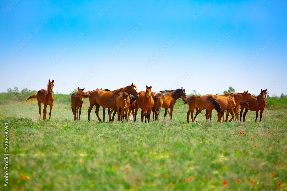 A herd of horses graze in the meadow in summer and spring, the concept of cattle breeding, with space for text. A herd of horses graze in the meadow in summer and spring, the concept of cattle breeding, with space for text.