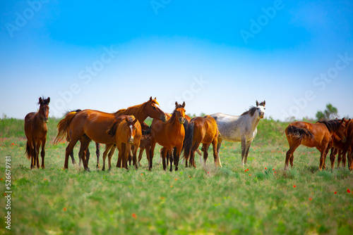 A herd of horses graze in the meadow in summer and spring, the concept of cattle breeding, with space for text.