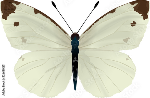 Pieris rapae モンシロチョウ