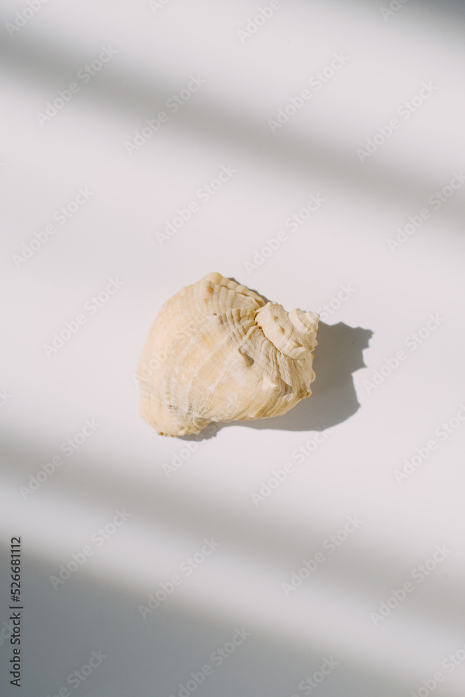 Isolated natural shell on a white table. Light and shadow in the frame. Concept visual. Creative content for blogs and social networks. Still life modern composition. Minimalistic and simplicity. Isolated natural shell on a white table. Light and shadow in the frame. Concept visual. Creative content for blogs and social networks. Still life modern composition. Minimalistic and simplicity.