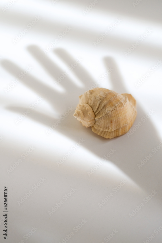 Isolated natural shell on a white table. Light and shadow of the hand in the frame. Concept visual. Creative content for blogs, social networks. Still life modern composition. Minimalistic, simplicity