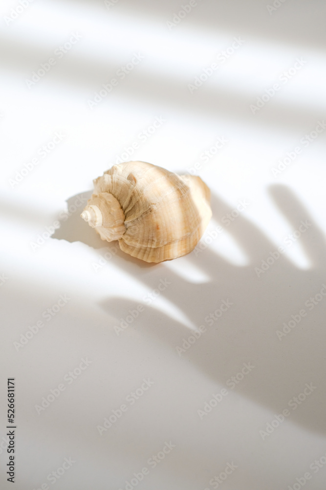 Isolated natural shell on a white table. Light and shadow of the hand in the frame. Concept visual. Creative content for blogs, social networks. Still life modern composition. Minimalistic, simplicity Isolated natural shell on a white table. Light and shadow of the hand in the frame. Concept visual. Creative content for blogs, social networks. Still life modern composition. Minimalistic, simplicity