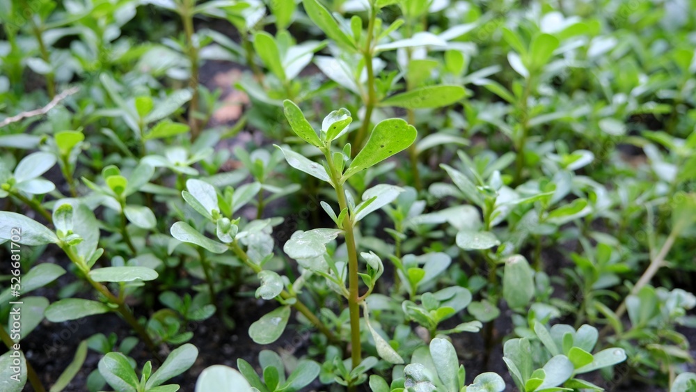 Purslane plant. Purslane plant.