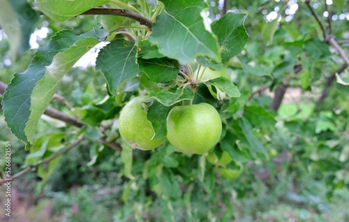 Apple, Apple tree. Green apple.
