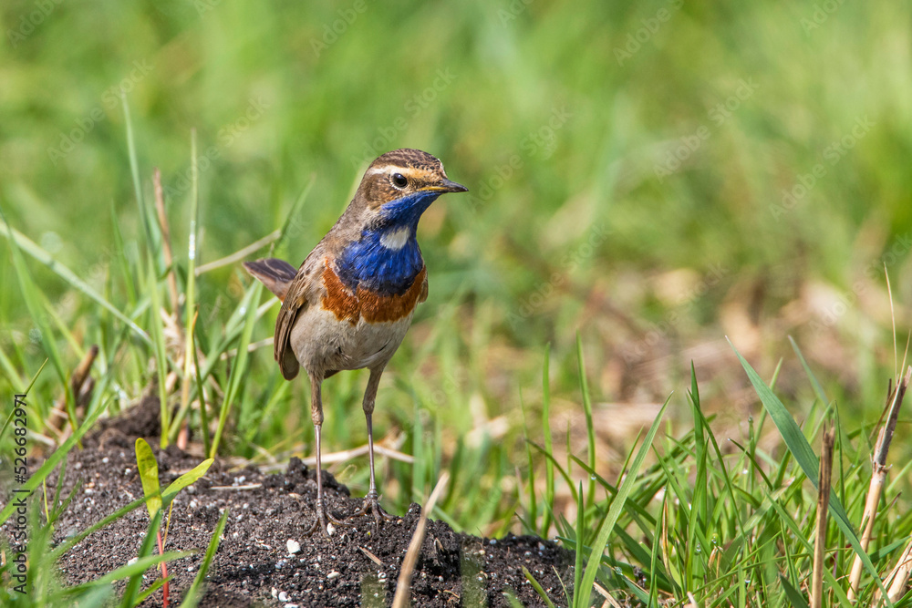 Fototapeta premium Weißsterniges Blaukehlchen (Luscinia svecica) Männchen