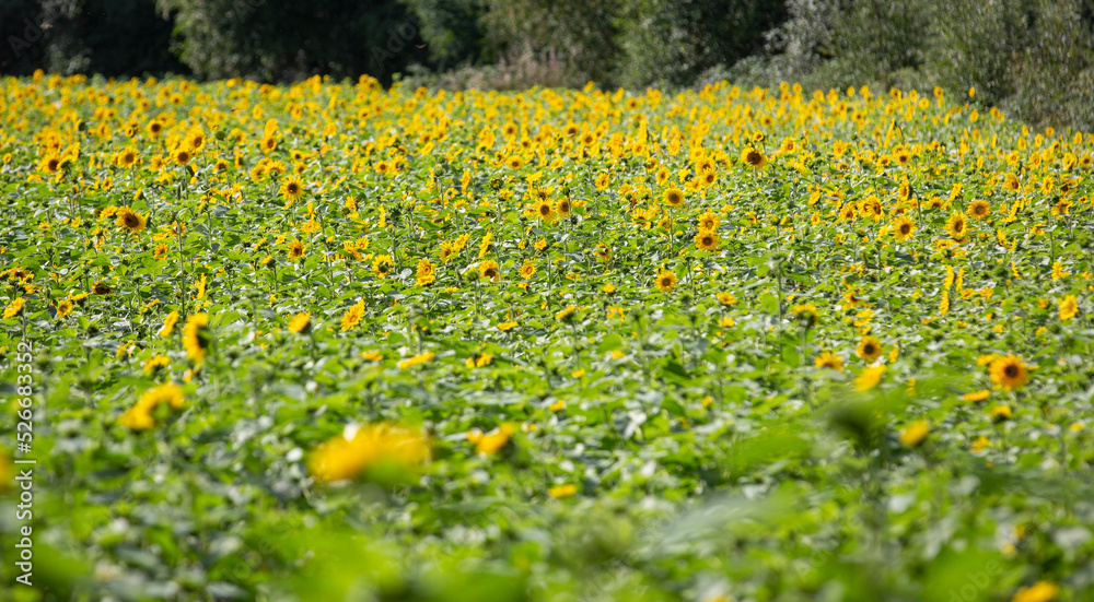 Obraz premium Sunflower field on a sunny day.