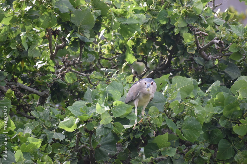 Obraz premium ゴイサギ （撮影地：沖縄県那覇市）