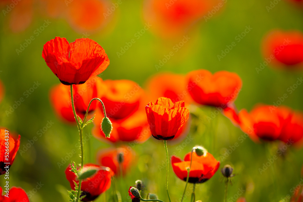 Naklejka premium Spring, field of poppy flowers. The concept of the freshness of the morning nature. Spring landscape of red wildflowers. Beautiful landscape, pnorama long banner.