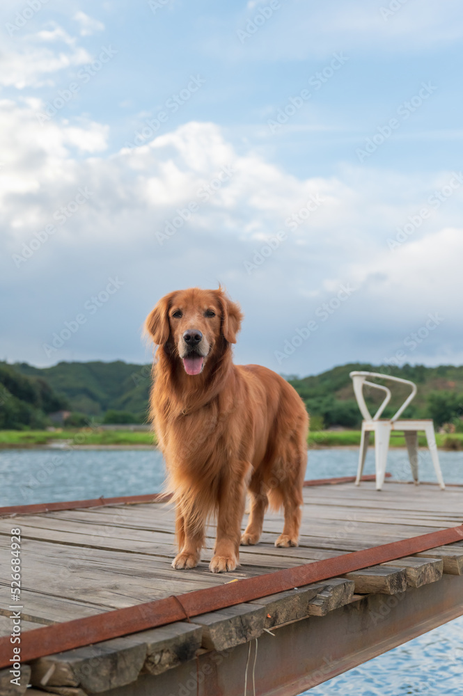Obraz premium Golden Retriever standing on a wooden pier by the lake